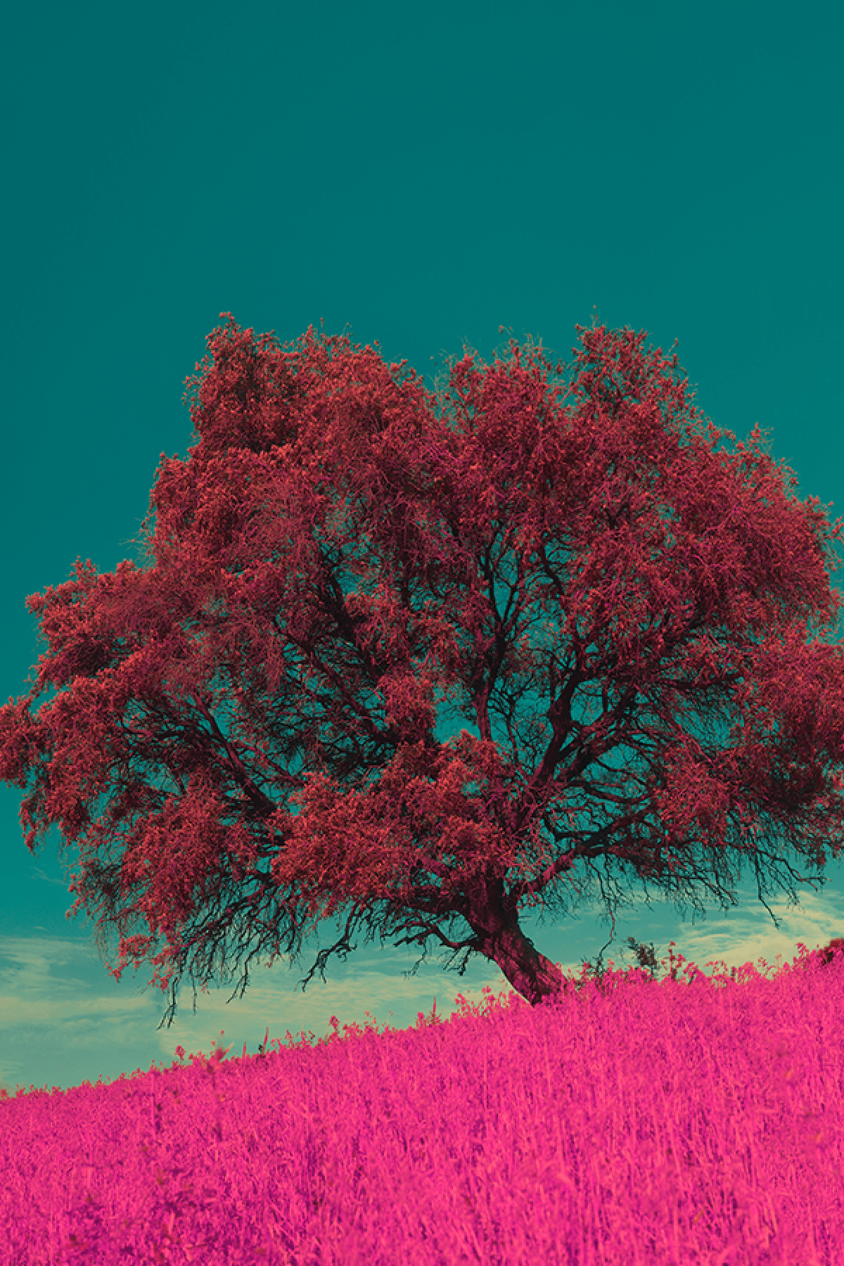 Pink Pepper Amberwood geurolie Sense Company